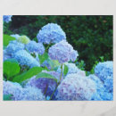 Search for hydrangea scrapbook paper Flowers