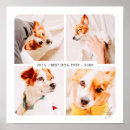 Search for pet memorials Forever in our hearts