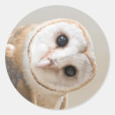 Search for owl stickers Close up