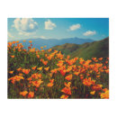 Search for california poppy art Abundance