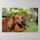 Search for long haired dachshund art Bob and pam langrish