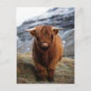 Search for scottish highland cow postcards Calf