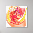Search for female anatomy canvas prints Fallopian tubes