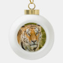 Search for tiger ornaments Feline