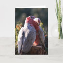 Search for parrot valentines day cards Birds