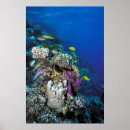 Search for coral reef art Wildlife