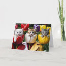 Search for calico cat cards Tabby