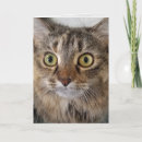 Search for cat cards Pet