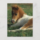 Search for miniature horse Foal