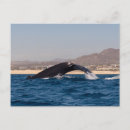 Search for cabo san lucas postcards Sea
