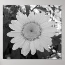 Search for daisy photography posters daisies