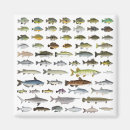 Search for fish magnets Bass