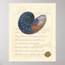Search for seashell posters Ocean
