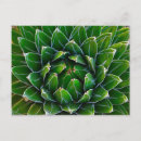 Search for cactus postcards Bloom