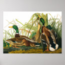 Search for mallard duck painting posters Birds
