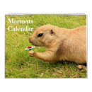 Search for groundhog calendars Animals