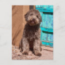 Search for lagotto romagnolo Fur