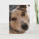 Search for funny dog congratulations cards Graduate