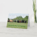 Search for funny cow birthday cards Herd