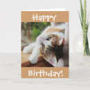 Search for cat cards Sweet