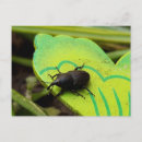 Search for insect postcards garden