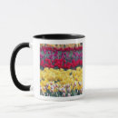 Search for tulip mugs Colorful