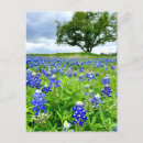 Search for texas bluebonnet postcards Texas state flower