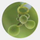 Search for grape vine stickers Green