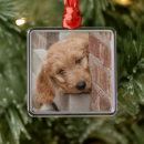 Search for goldendoodle ornaments Animal