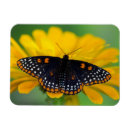 Search for butterfly magnets White
