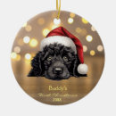 Search for portuguese water dog christmas Puppy