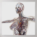Search for lymphatic system posters Vein