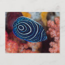 Search for cool postcards Fish
