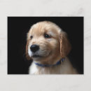 Search for golden retriever postcards Cute baby animal