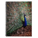 Search for peacock notebooks Green