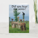 Search for emu birthday cards Photography