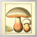 Search for botanical illustration posters Mushrooms