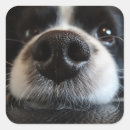 Search for collie stickers white