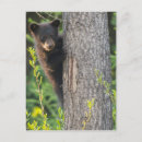 Search for bear postcards trees