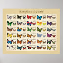Search for butterfly chart posters Butterflies