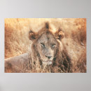Search for lion posters Retro