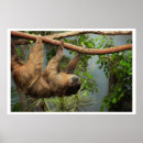 Search for sloth posters Animals