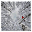 Search for cardinals in winter posters Snowflakes