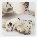 Search for great dane stickers Animals