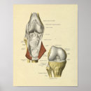 Search for anatomy posters Vintage