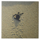 Search for surfing tiles Tropical