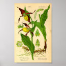 Search for botanical illustration posters Flora