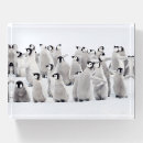Search for penguin desk accessories Animals in the wild