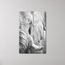 Search for elephant canvas prints African