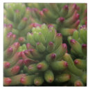 Search for tucson tiles Succulent